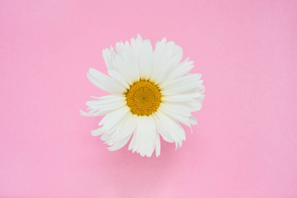 istock White daisy flower on pink background. Copy space, top view 1167721402