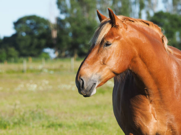 istock Heavy Horse Head Shot 1167723140