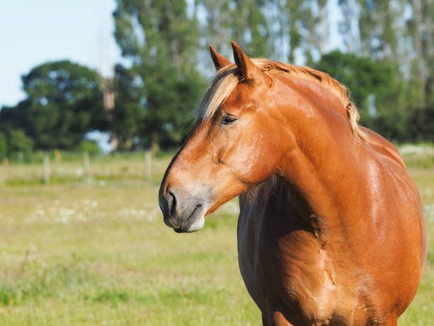 istock Heavy Horse Head Shot 1167723186