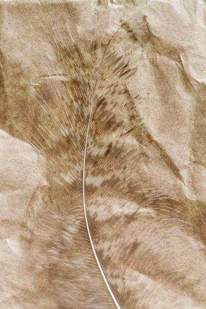 istock Peacock feather close-up on crumpled brown paper, abstract 1167723743