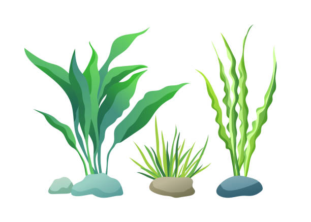 sea or aquarium alga typy kolor ilustracja zestaw - sea grass stock illustrations