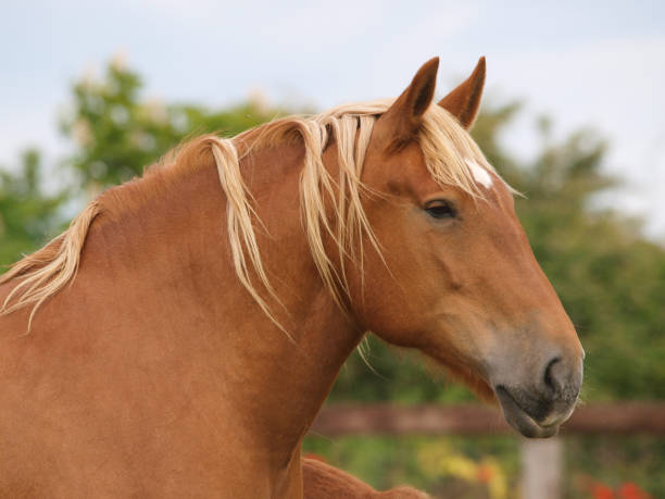 istock Rare Breed Suffolk Punch 1167724108
