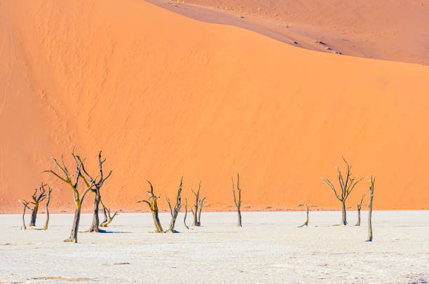 istock Camelthorn trees in Deadvlei, Sossusvlei, Namib Desert, Namibia 1167724115