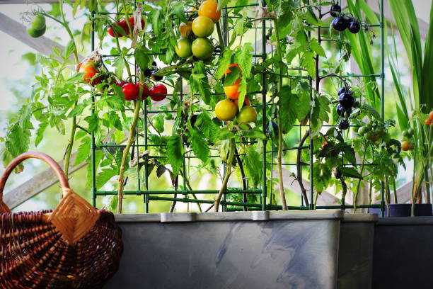 Container vegetables gardening. Vegetable garden on a terrace. Red, orange, yellow, black tomatoes growing in container Container vegetables gardening. Vegetable garden on a terrace. Red, orange, yellow, black tomatoes growing in container . garden balcony stock pictures, royalty-free photos & images