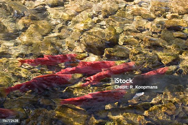 Tarło Nerkaryba Czerwony Kolor Na Żwir Łóżka - zdjęcia stockowe i więcej obrazów Nerka - Ryba - Nerka - Ryba, Kolumbia Brytyjska, Adams River