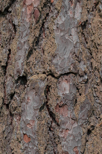 istock Abstract tree bark texture for design. natural wooden background. 1167724681