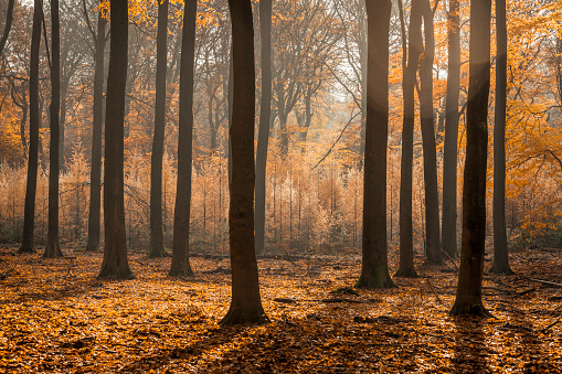 Sunny forest during a beautiful foggy fall day with brown golden leaves. The forest ground of the Speulder and Sprielderbos in the Veluwe nature reserve is covered with brown fallen leaves and the path is disappearing in the distance. The fog is giving the forest a desolate atmosphere.