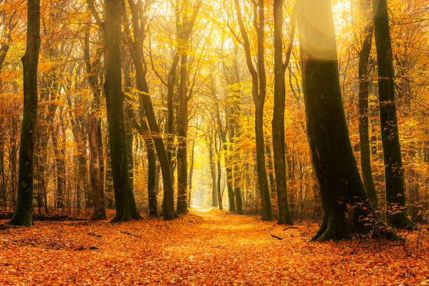 camino a través de un bosque de color dorado durante un hermoso día soleado de otoño - tree area beautiful vanishing point tree trunk fotografías e imágenes de stock