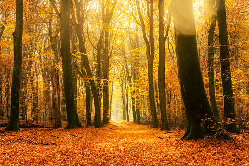 Path through a gold colored forest during a beautiful sunny fall day The forest ground of the Speulder and Sprielderbos in the Veluwe nature reserve is covered with brown and yellow fallen leaves and the path is disappearing in the distance. The fog is giving the forest a desolate atmosphere.