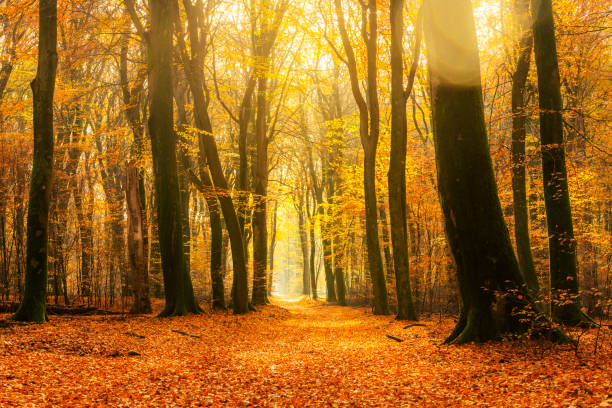 Path through a gold colored forest during a beautiful sunny fall day Path through a gold colored forest during a beautiful sunny fall day The forest ground of the Speulder and Sprielderbos in the Veluwe nature reserve is covered with brown and yellow fallen leaves and the path is disappearing in the distance. The fog is giving the forest a desolate atmosphere. gelderland photos stock pictures, royalty-free photos & images