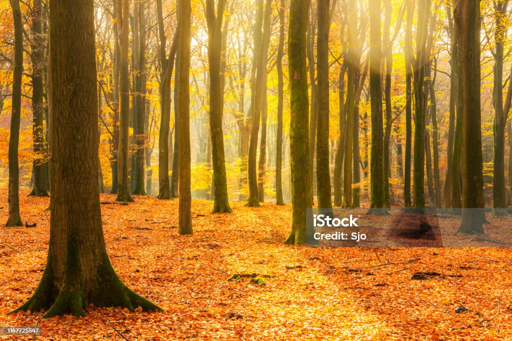 Sunny forest during a beautiful foggy fall day with brown golden leaves Sunny forest during a beautiful foggy fall day with brown golden leaves. The forest ground of the Speulder and Sprielderbos in the Veluwe nature reserve is covered with brown fallen leaves and the path is disappearing in the distance. The fog is giving the forest a desolate atmosphere. Tree Trunk Stock Photo