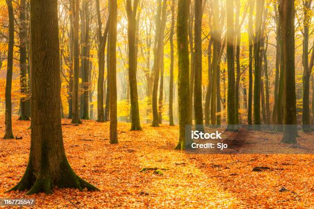 Sunny Forest During A Beautiful Foggy Fall Day With Brown Golden Leaves Stock Photo - Download Image Now