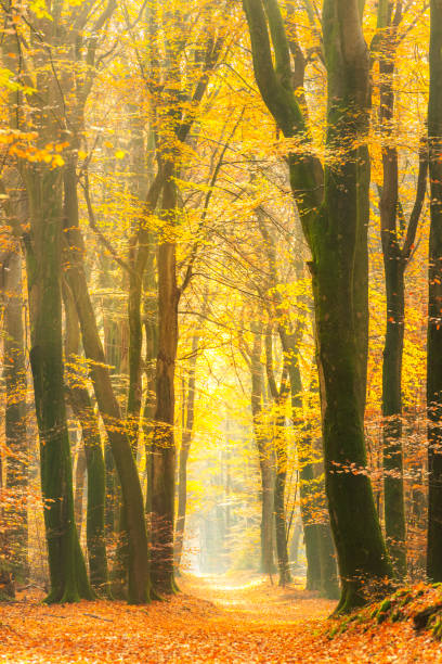 istock Path through a gold colored forest during a beautiful sunny fall day 1167725570