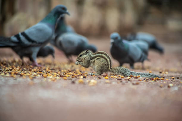 Eastern gray squirrel, Sciurus carolinensis, sitting on a backyard wooden fence and eating a fig. Autumn leaves on tree in background. Sunnyvale, California, USA.