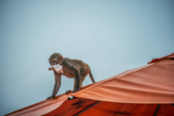 istock monkey on the roof top in Jaipur 1167725975