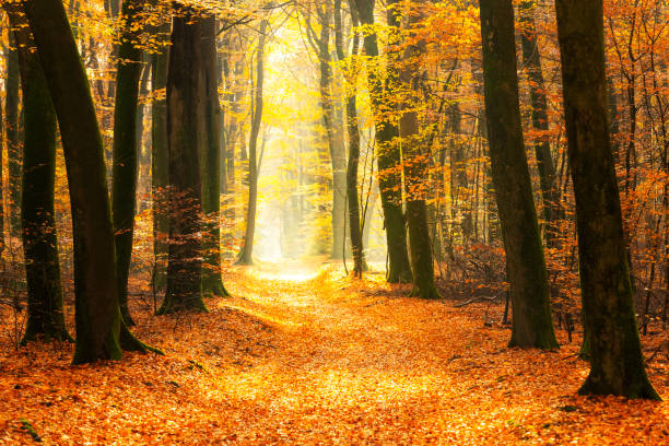 istock Path through a gold colored forest during a beautiful sunny fall day 1167727999
