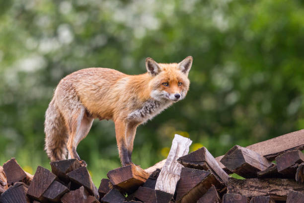 istock one female red fox (vulpes) standing on logs of wood 1167728575