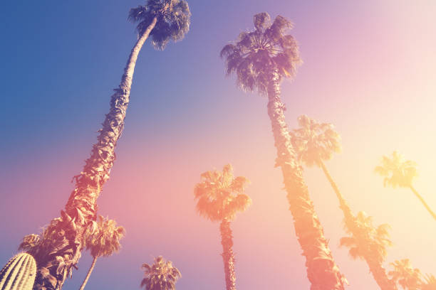 istock Palm trees on the blue sky background. Film flare effect. 1167731682