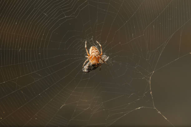 istock Macro scene of a spider in a web and a trapped fly 1167731889