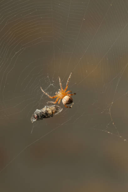 istock Macro scene of a spider in a web and a trapped fly 1167731898