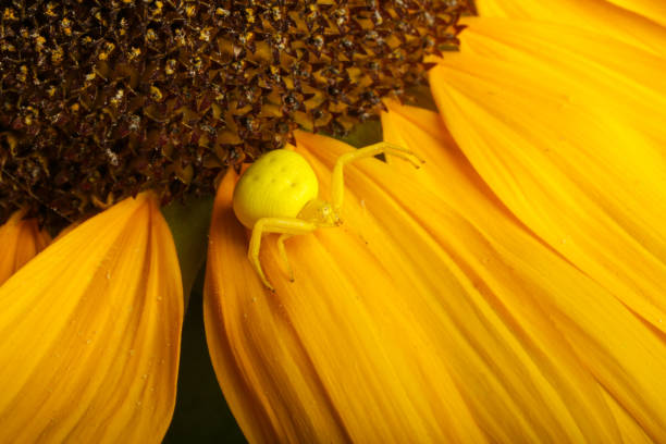 Yellow crab spider on the sunflower, macrophotography