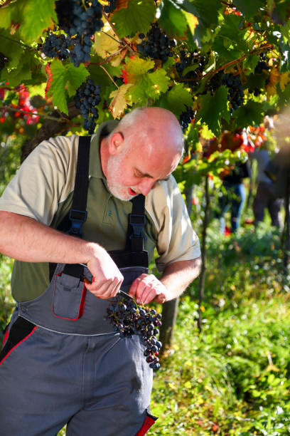 istock Cleaning grapes at harvest 1167732255