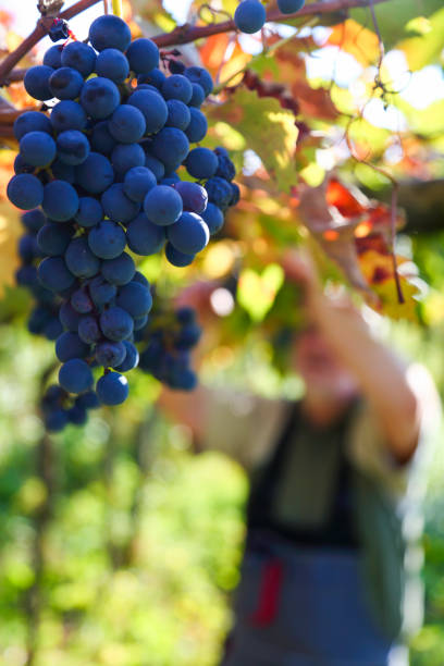 Man harvesting grapes in the autumn colors vineyard. Focus on the red grape.