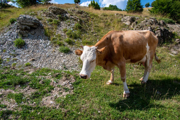 istock Zelengora - The Green Mountain 1167732339