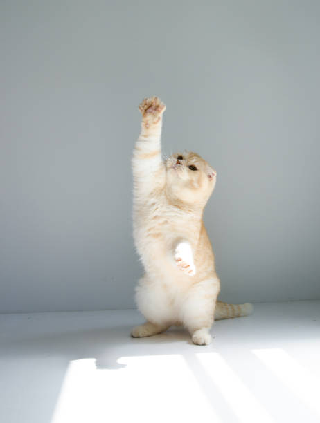 istock Funny Scottish fold cat playing on the white floor on white background 1167734973