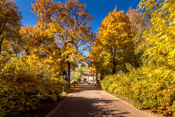 istock Leaf fall in the park in autumn sunny day with golden trees. 1167735093