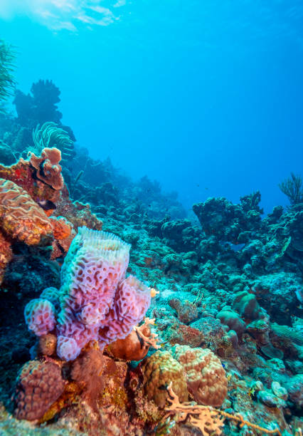 istock Caribbean coral garden 1167736890