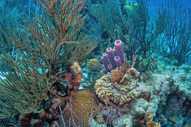 istock Caribbean coral garden 1167736921