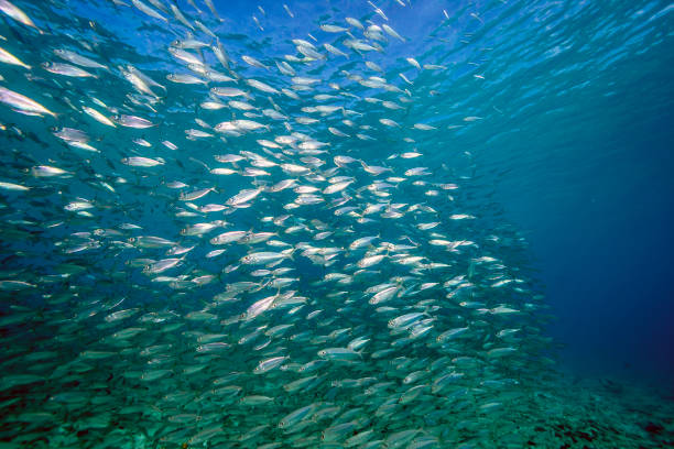 istock Caribbean coral garden 1167737003