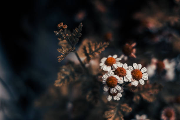 istock The flowers in the shadow 1167737024