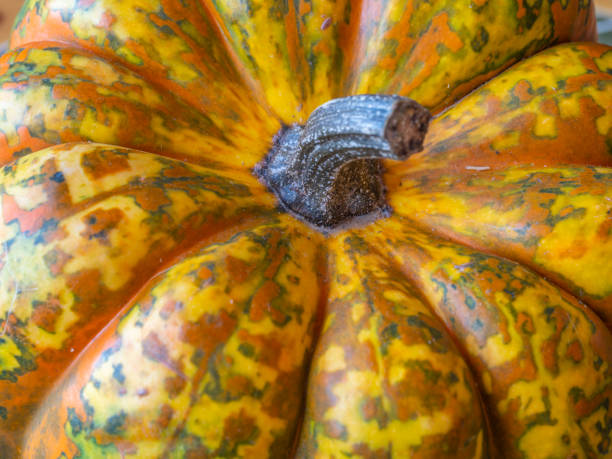 istock gourdin close up in autumn 1167737112