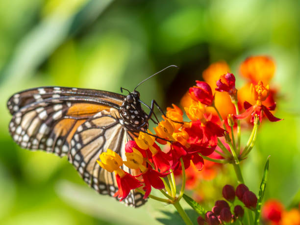 istock Monarch butterfly,Danaus plexippus 1167737160