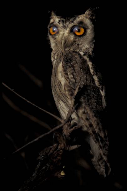 istock Owl, Southern White-Faced, Southern Africa 1167738246