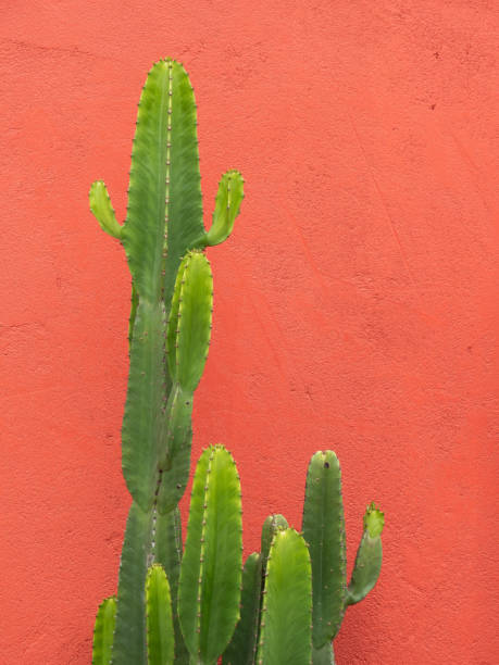 istock Cactus infront of orange wall 1167739497
