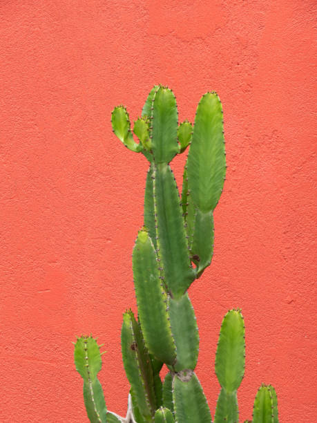 istock Cactus infront of orange wall 1167739539