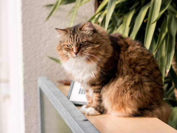 istock The gray-white cat maine coon is played after lunch 1167742445