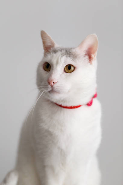 istock Portrait of a white cat 1167742642