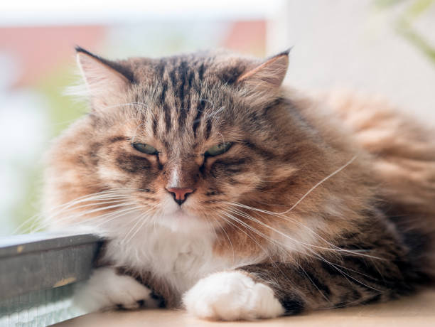 istock The gray-white cat maine coon is played after lunch 1167743159
