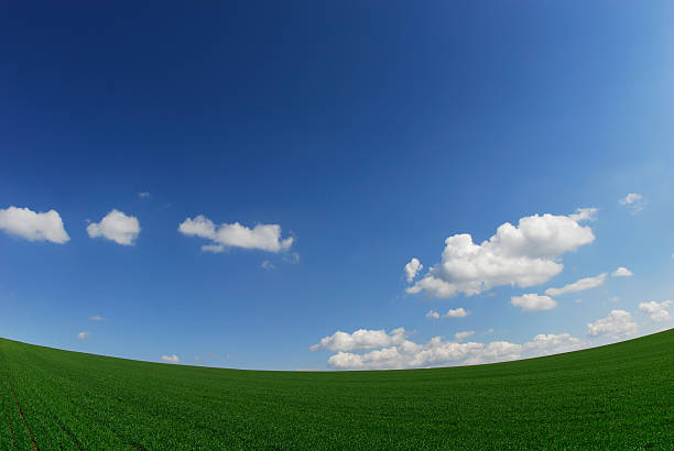 istock Green field and blue sky 116774402