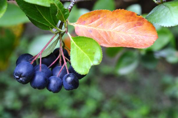 istock blue berries ripe delicious aronia 1167745938