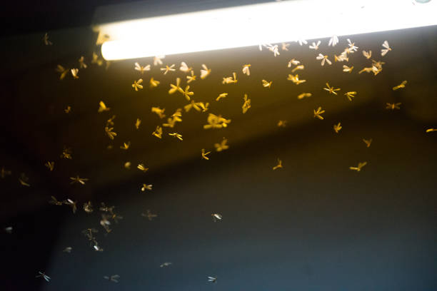 istock blur moth flying in the fire ,the neon light in night time, it's raining time. 1167746578