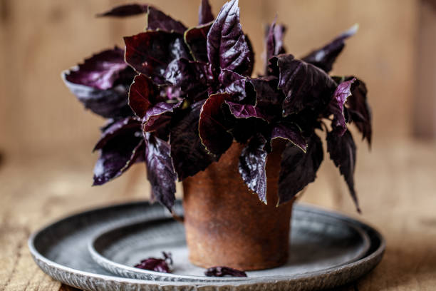 istock Fresh basil on a stone and dark background. Green basil. Food background. Basil plant for healthy cooking 1167748450