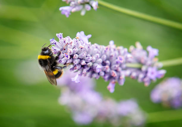 Close up of bumblebee collecting pollen and nectar from lavender flowers stock photo