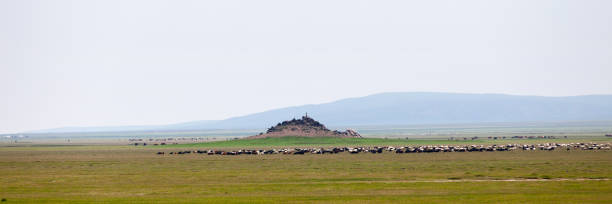 Panoramic view of a flock of sheep and goat grazing in the steppes of Mongolia.