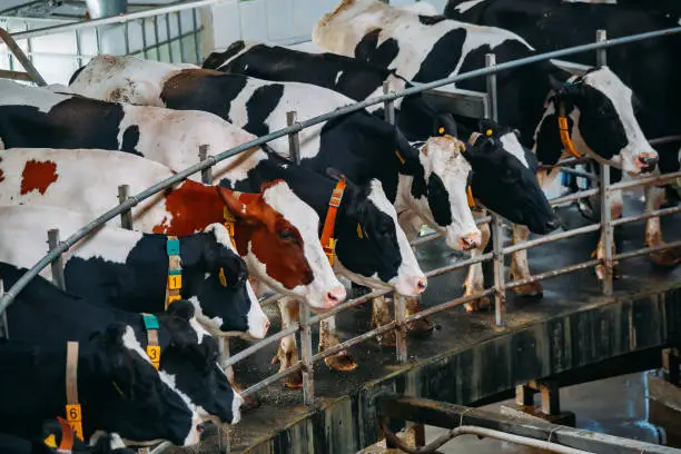 Photo of Milking cows by automatic industrial milking rotary system in modern diary farm