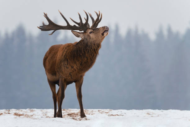 Excited Roaring Deer. Winter Wildlife Snapshot